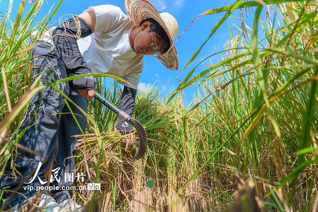 广西罗城：早稻丰收测产忙【4】