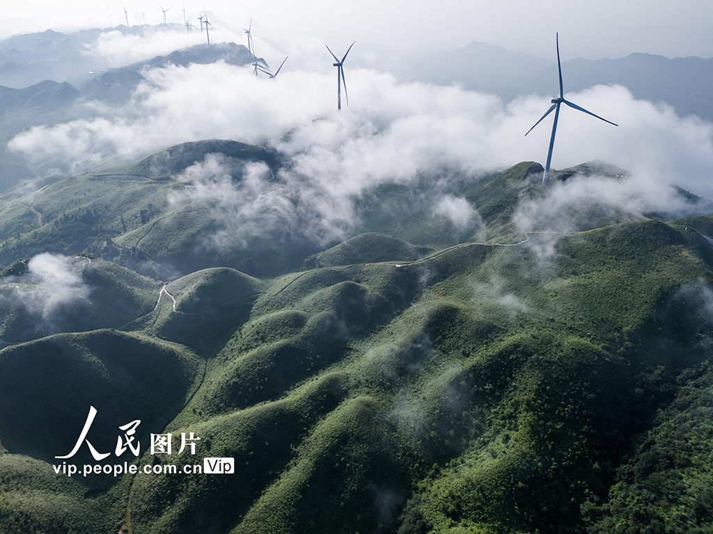 贵州金沙：紫色花海醉游人【5】