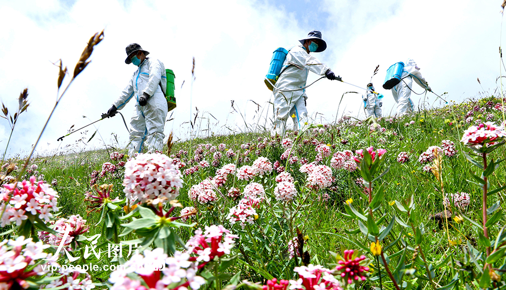 甘肃肃南：推进“三北”工程建设 筑牢生态安全屏障【2】
