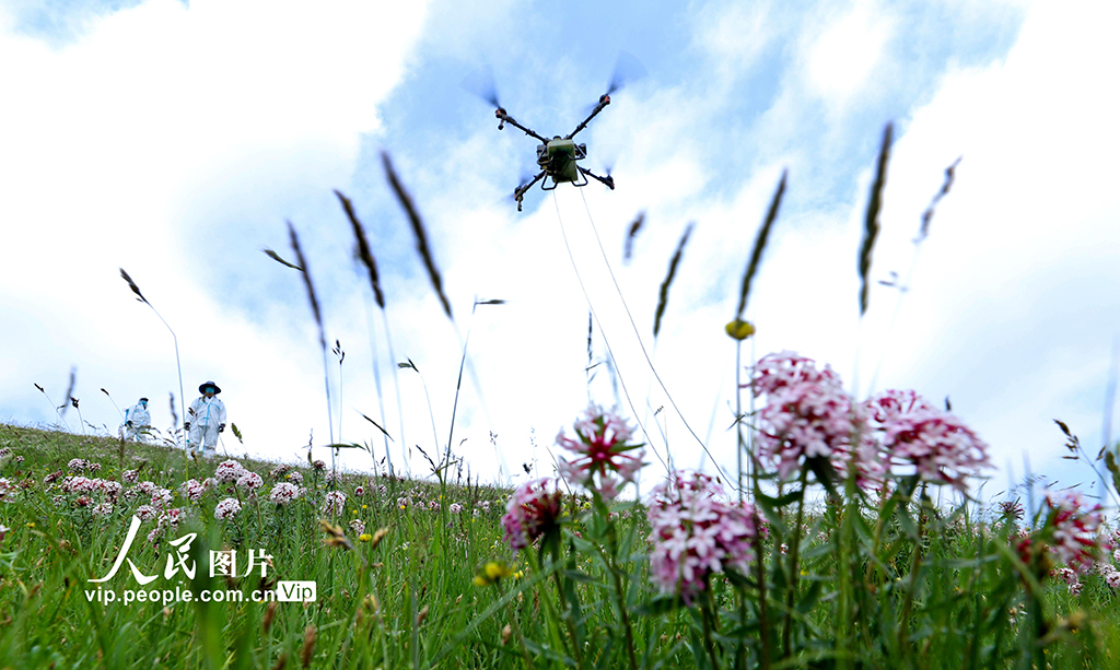 甘肃肃南：推进“三北”工程建设 筑牢生态安全屏障【5】