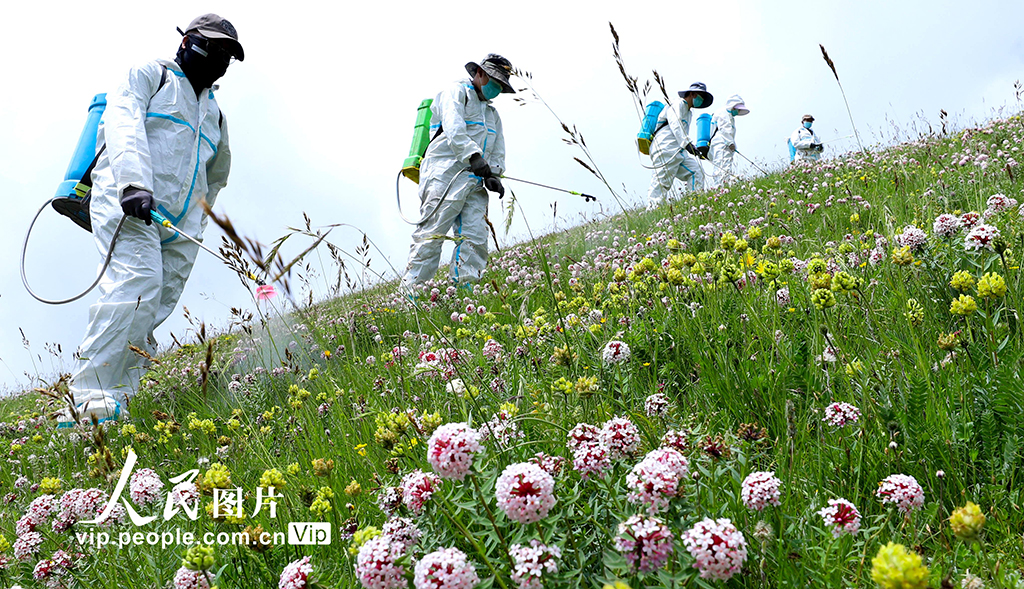 甘肃肃南：推进“三北”工程建设 筑牢生态安全屏障【6】