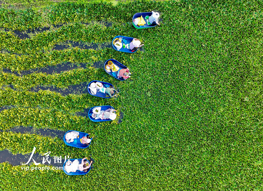 江苏泰州：采摘菱角【3】