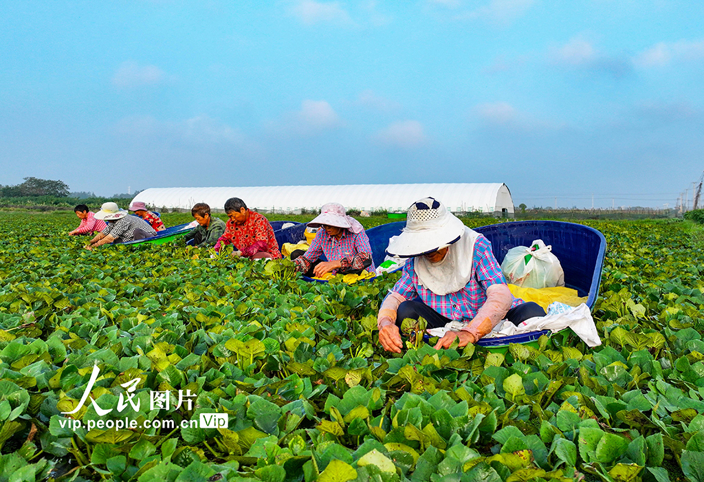 江苏泰州：采摘菱角【4】