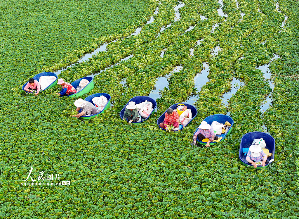 江苏泰州：采摘菱角【2】
