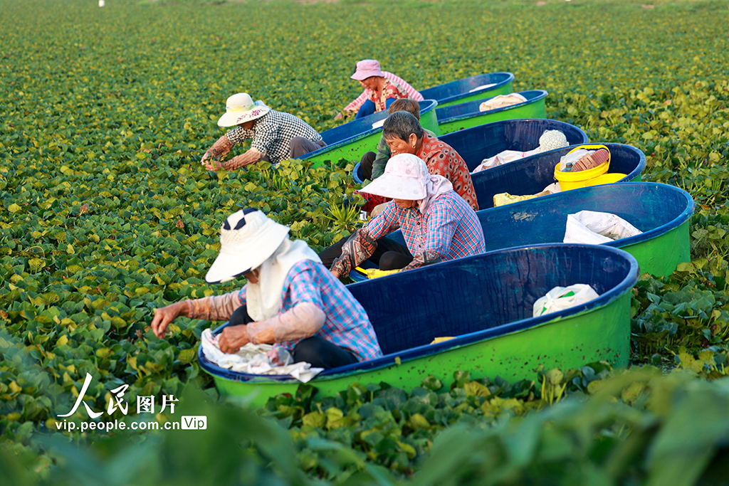 江苏泰州：采摘菱角【6】