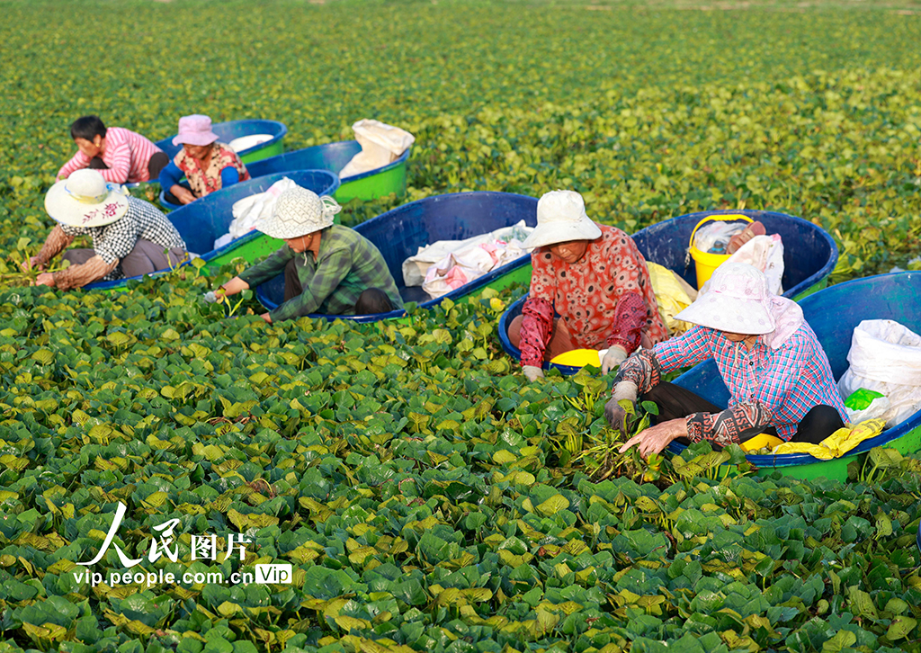 江苏泰州：采摘菱角【7】