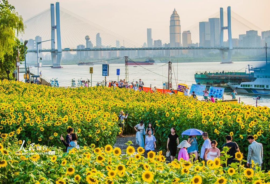 湖北武汉：向日葵盛开【2】