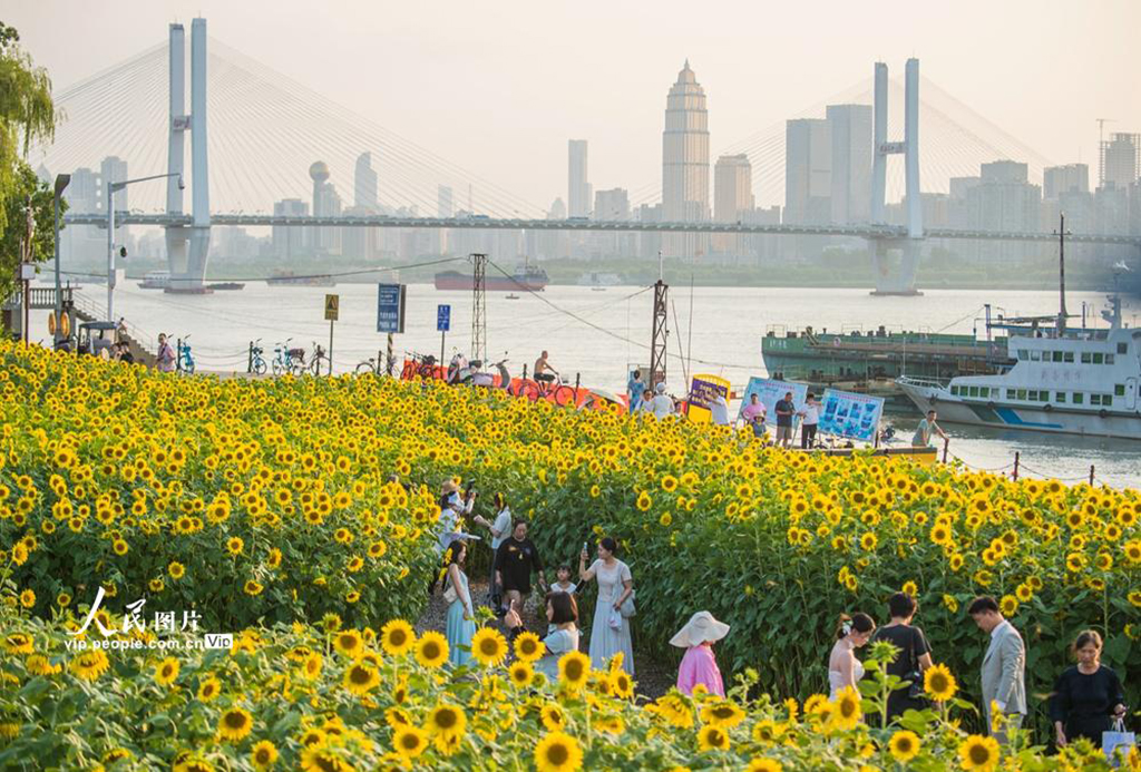 湖北武汉：向日葵盛开【3】