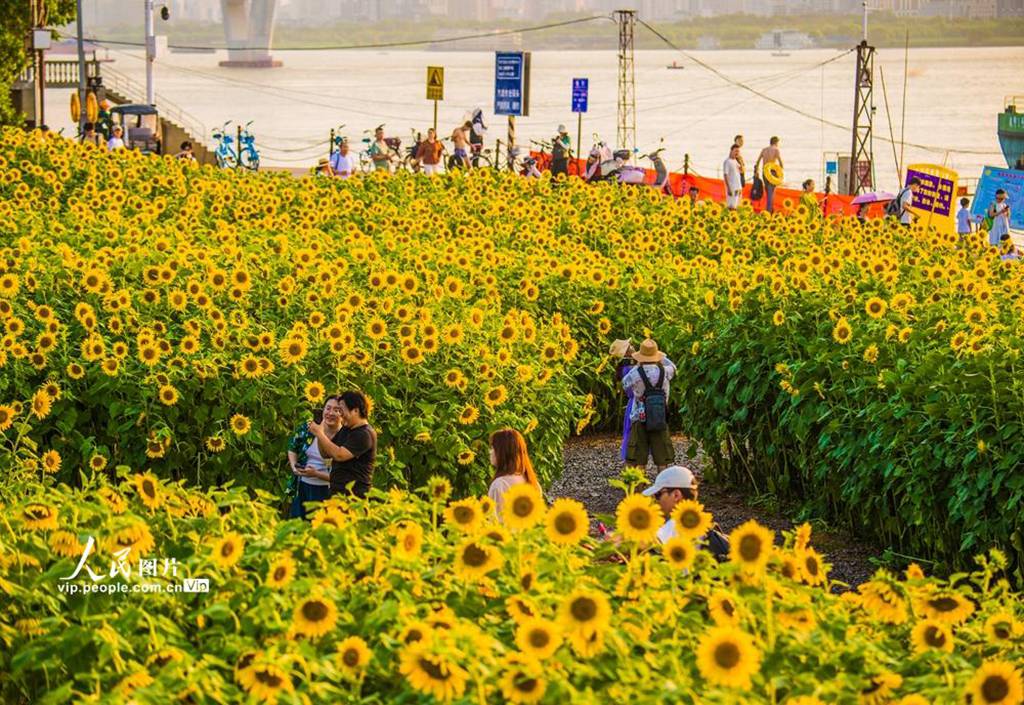 湖北武汉：向日葵盛开【4】