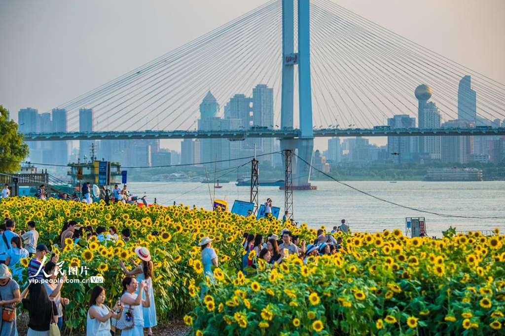 湖北武汉：向日葵盛开【5】
