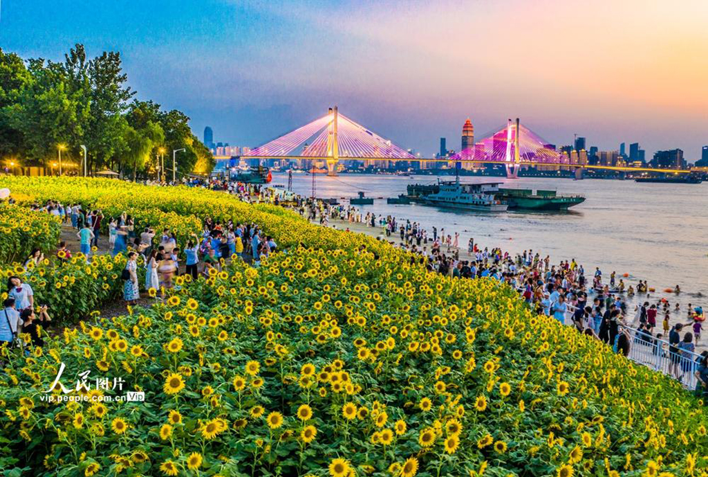 湖北武汉：向日葵盛开【6】