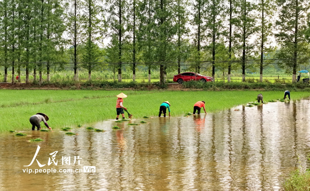 2025年7月19日，湖南省常宁市三角塘镇长江村，农民在抢插晚稻。