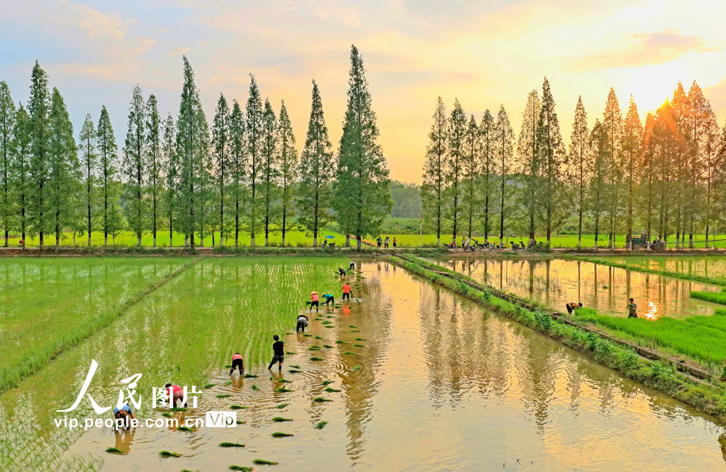 2025年7月19日，湖南省常宁市三角塘镇长江村，农民在抢插晚稻。