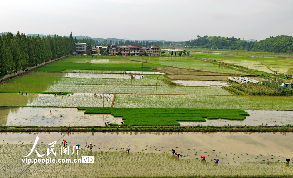 2025年7月19日，湖南省常宁市三角塘镇长江村，农民在抢插晚稻。