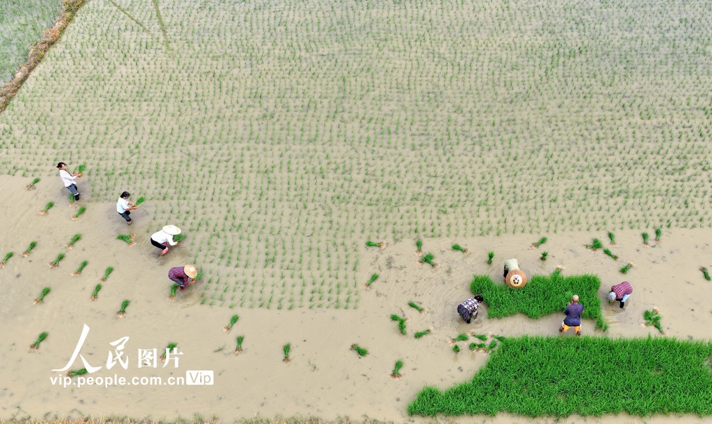 2025年7月19日，湖南省常宁市三角塘镇长江村，农民在抢插晚稻。