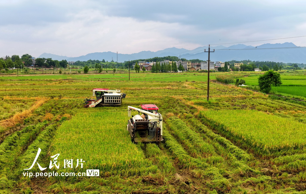 2025年7月19日，湖南省常宁市三角塘镇长江村，农民正在抢收早稻。