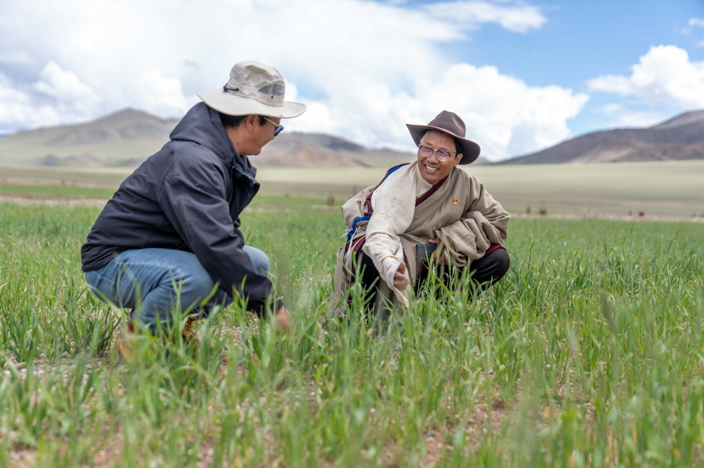 7月20日，文布当桑乡乡长拉巴欧珠（左）和夏玛村党支部书记努桑在看草的长势。