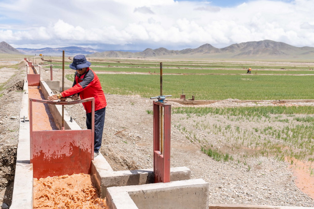 7月20日，西藏阿里地区革吉县文布当桑乡夏玛村村民达多在人工种草基地工作。