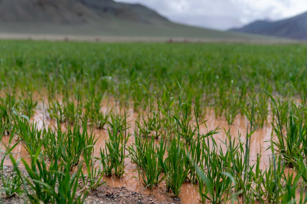 这是7月20日在西藏阿里地区革吉县文布当桑乡拍摄的人工种草基地。