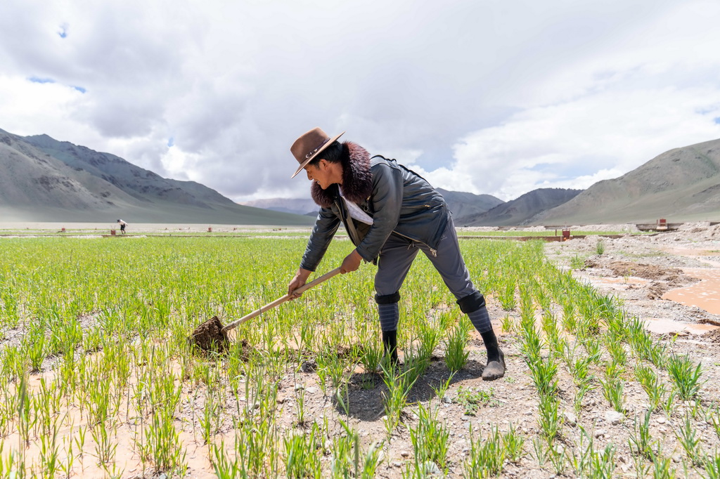 7月20日，西藏阿里地区革吉县文布当桑乡夏玛村村民嘎玛旺堆在人工种草基地工作。