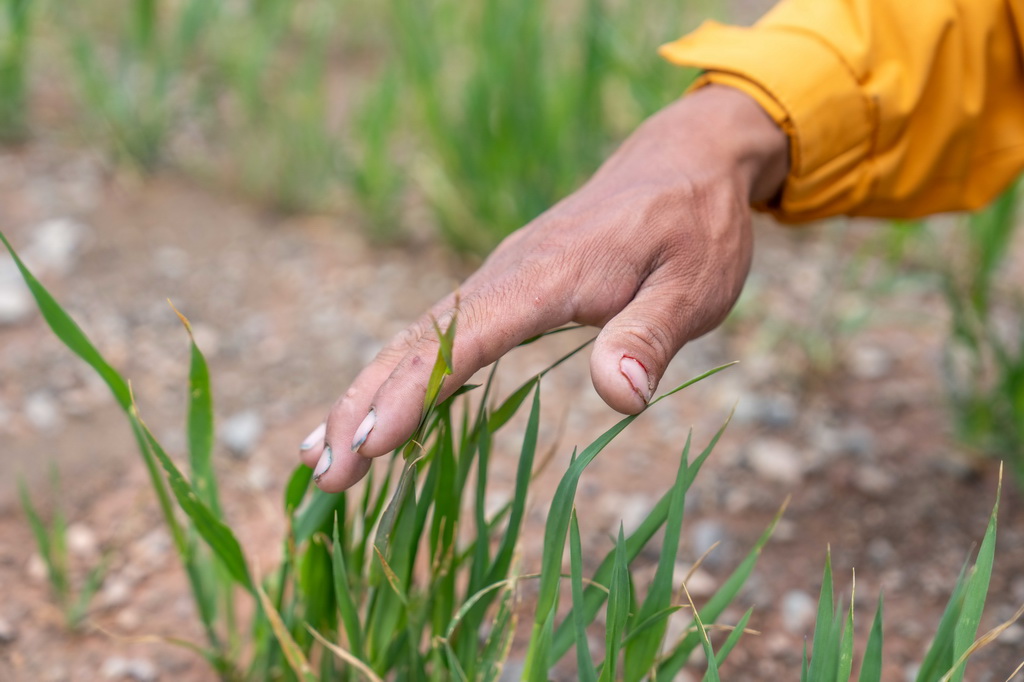 7月20日，村民在看草的长势。