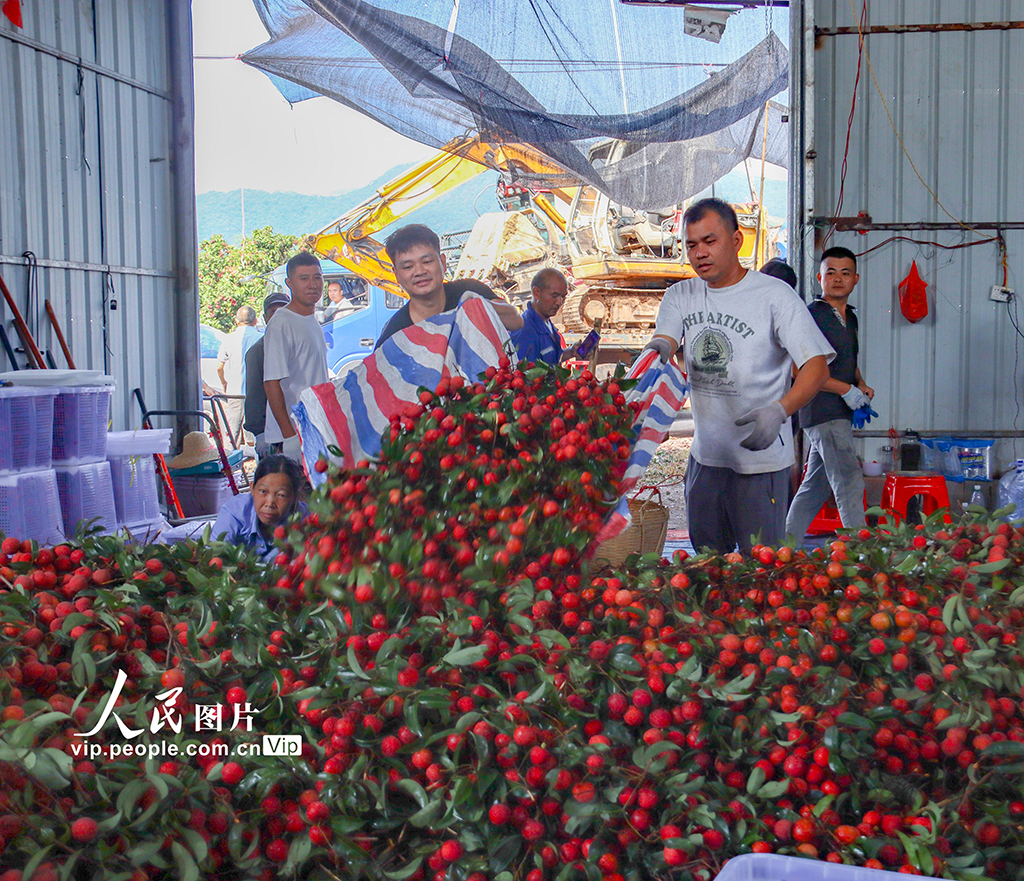 广西苍梧：特色荔枝产业富民强县【2】