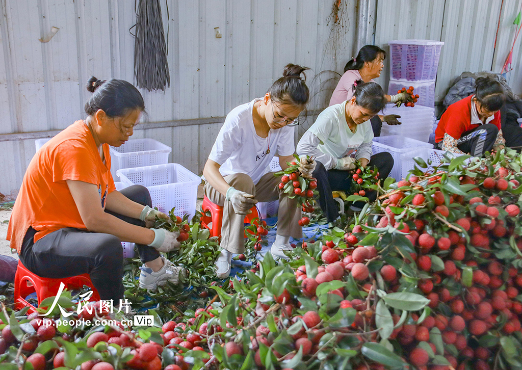 广西苍梧：特色荔枝产业富民强县【3】