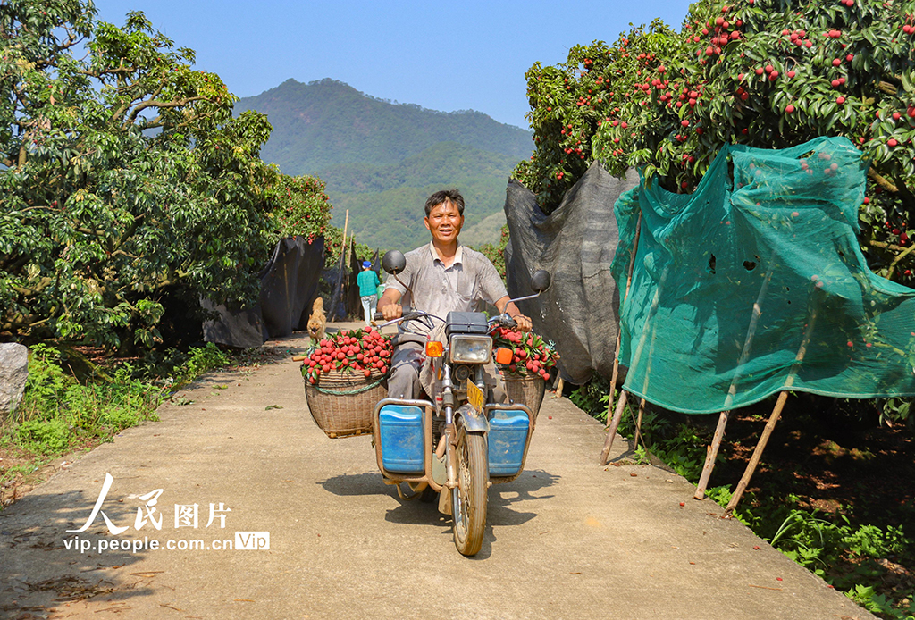 广西苍梧：特色荔枝产业富民强县【4】