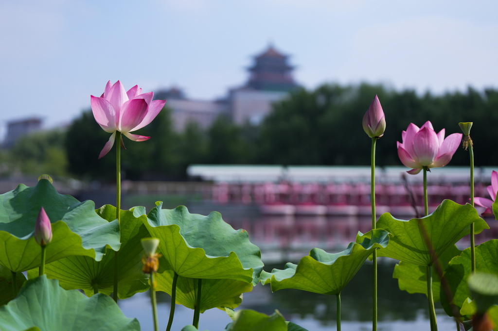 7月21日，北京莲花池公园盛开的荷花映衬着远处的北京西站。