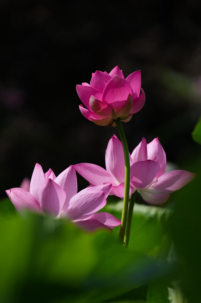 这是7月21日在北京莲花池公园拍摄的荷花。