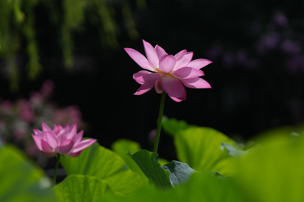 这是7月21日在北京莲花池公园拍摄的荷花。