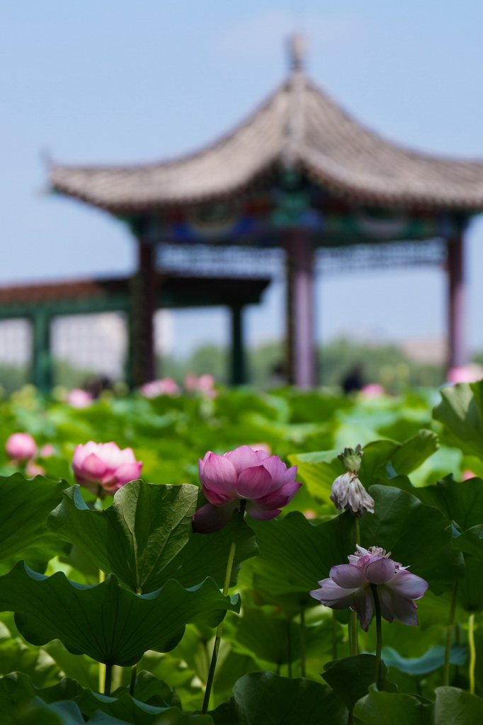 这是7月21日在北京莲花池公园拍摄的荷花。