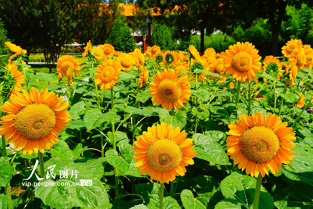 北京景山公园向日葵花海亮相【4】