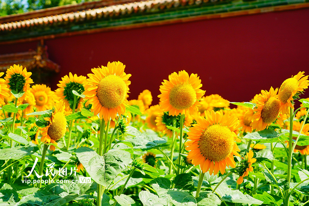 北京景山公园向日葵花海亮相【5】