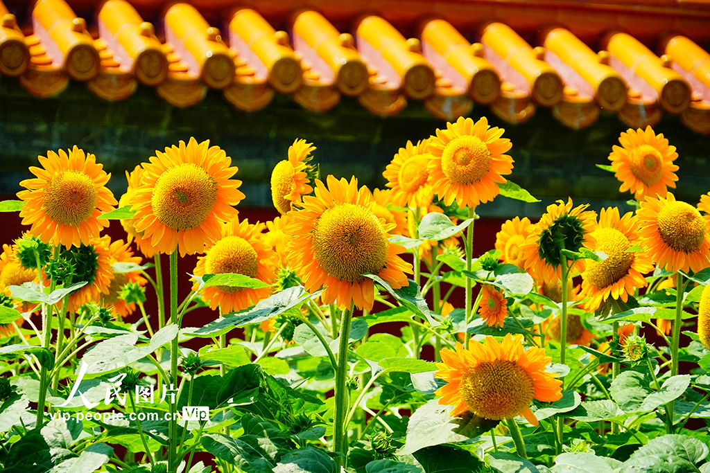 北京景山公园向日葵花海亮相【6】