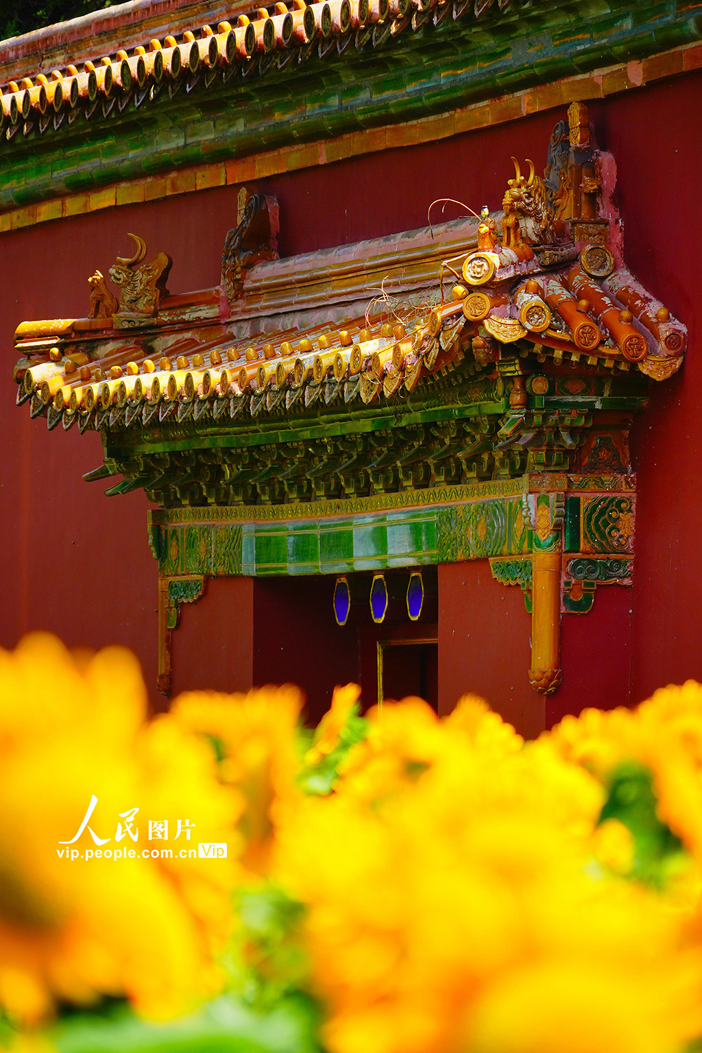 北京景山公园向日葵花海亮相【7】