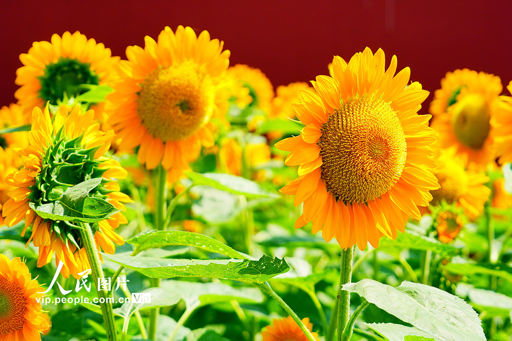 北京景山公园向日葵花海亮相【2】