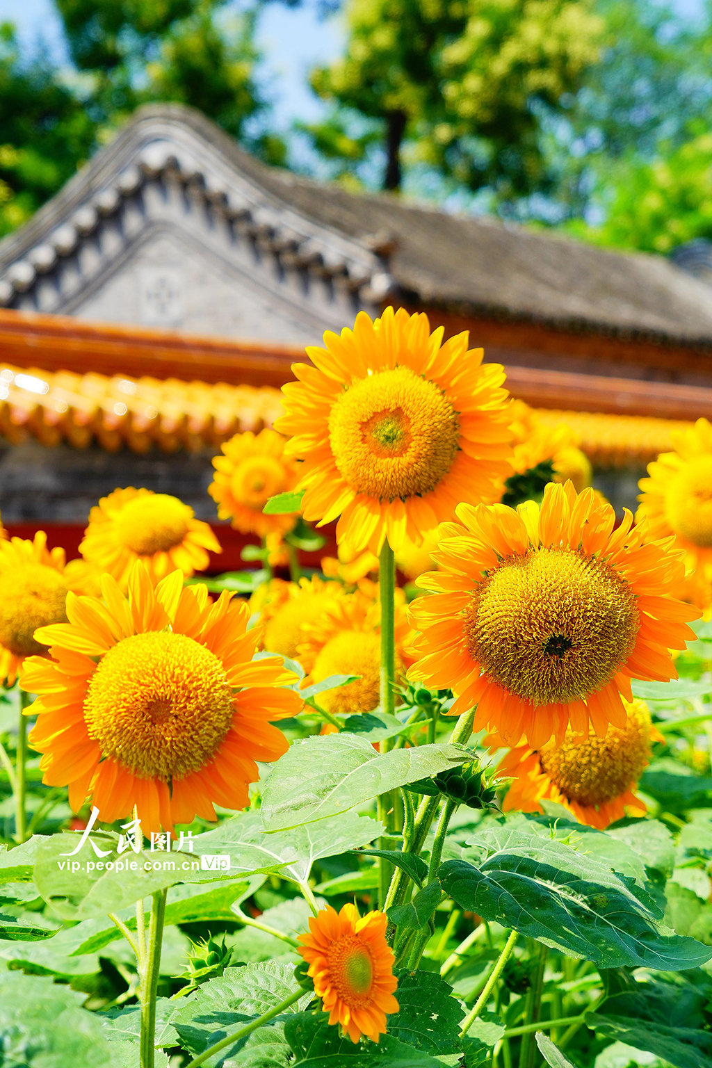 北京景山公园向日葵花海亮相【3】