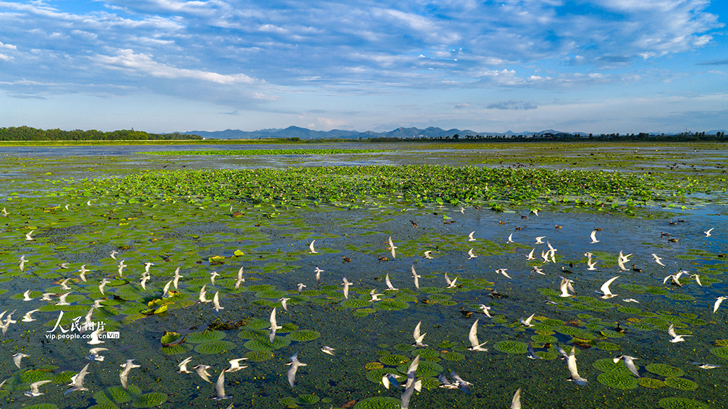 安徽庐江：须浮鸥翔集黄陂湖【2】