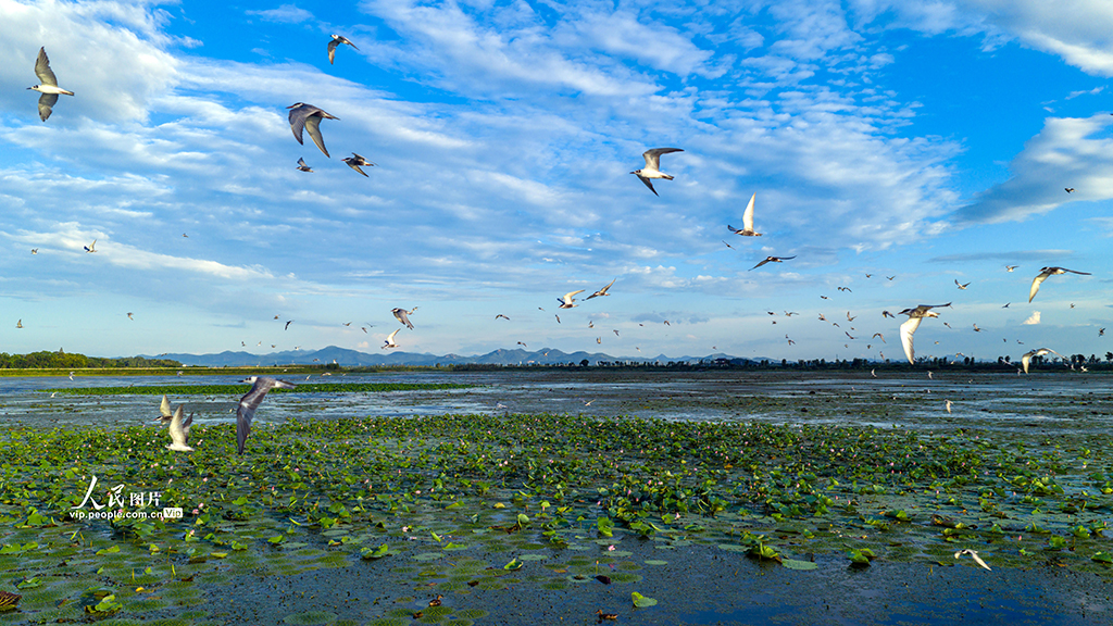 安徽庐江：须浮鸥翔集黄陂湖【3】