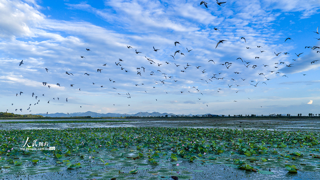 安徽庐江：须浮鸥翔集黄陂湖【4】