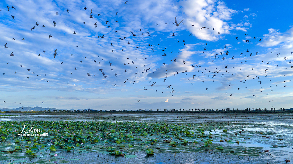 安徽庐江：须浮鸥翔集黄陂湖【5】