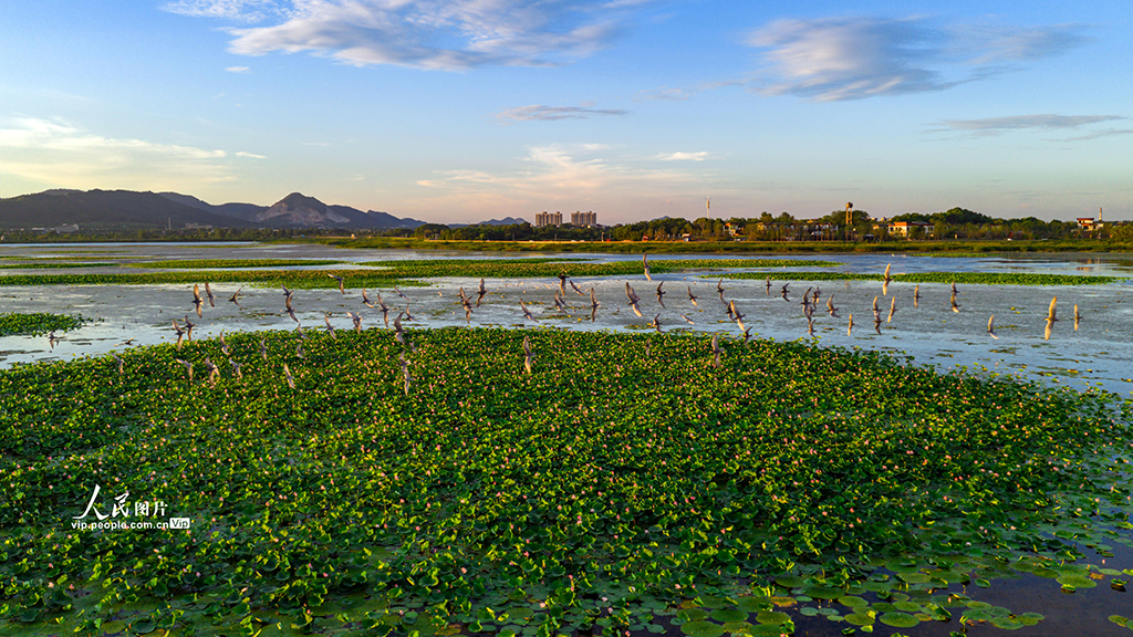 安徽庐江：须浮鸥翔集黄陂湖【6】