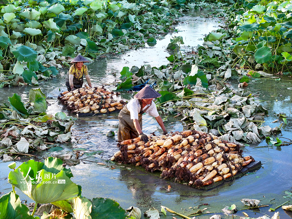 江苏南通：莲藕丰收【2】