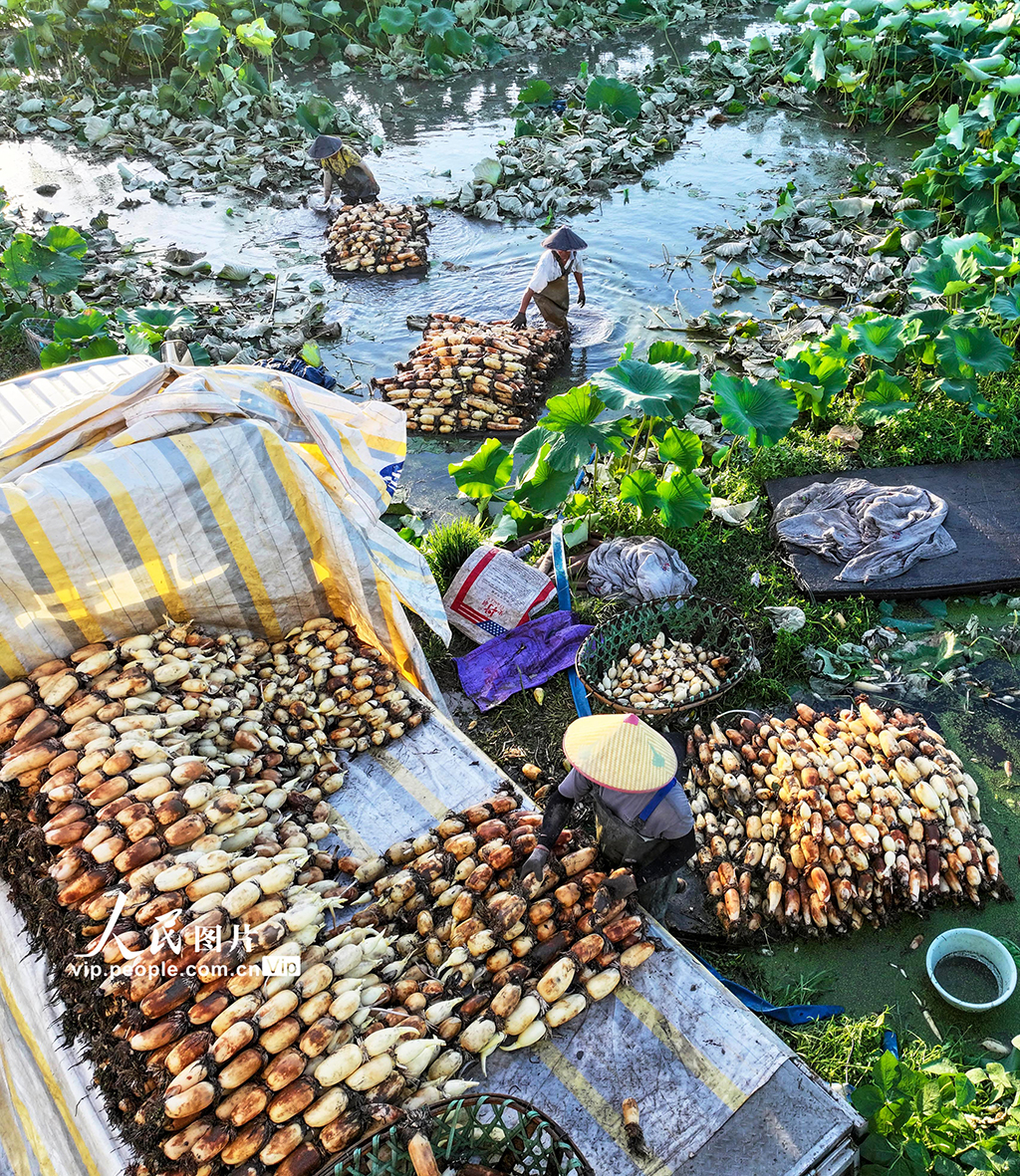 江苏南通:莲藕丰收【3】