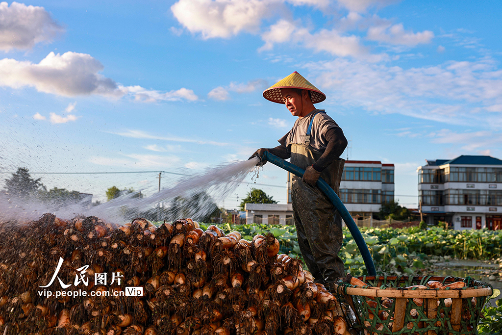 江苏南通:莲藕丰收【4】