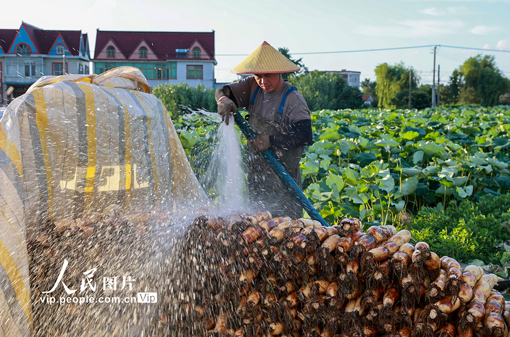 江苏南通:莲藕丰收【5】