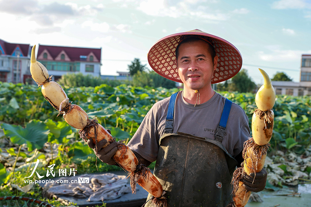 江苏南通：莲藕丰收【6】