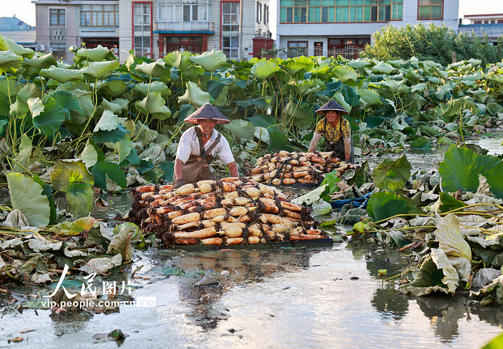 江苏南通:莲藕丰收【7】