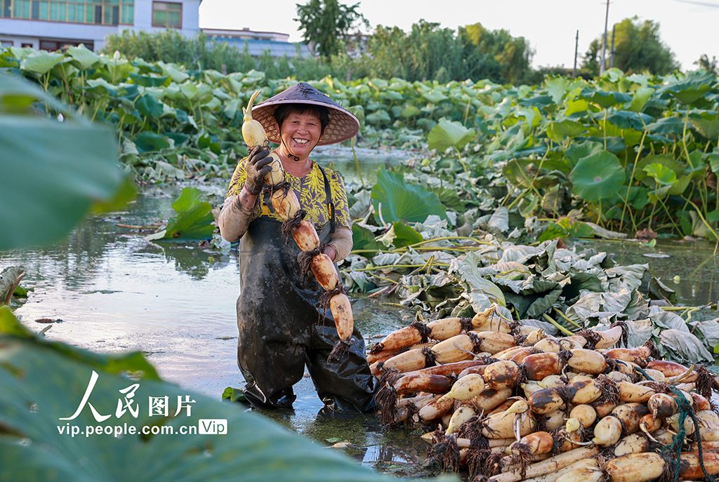 江苏南通：莲藕丰收【8】